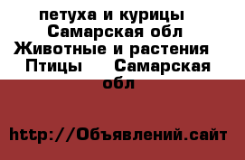 петуха и курицы - Самарская обл. Животные и растения » Птицы   . Самарская обл.